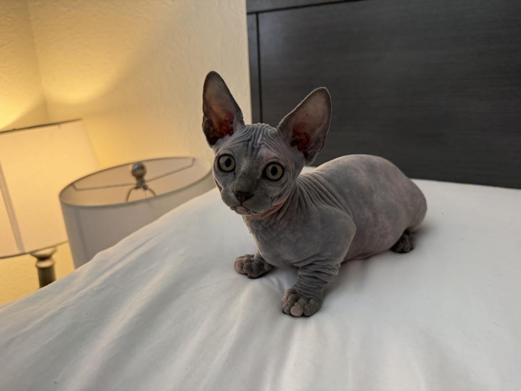 Female Bambino photo 3