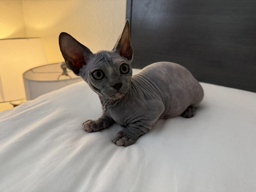 Female Bambino photo 2