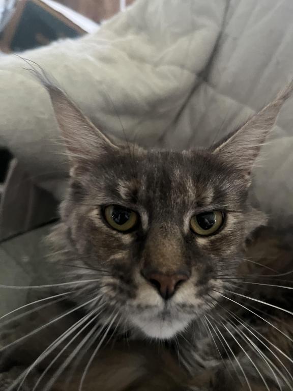 Maine Coon Smoke Baby Girl Cleo Brie