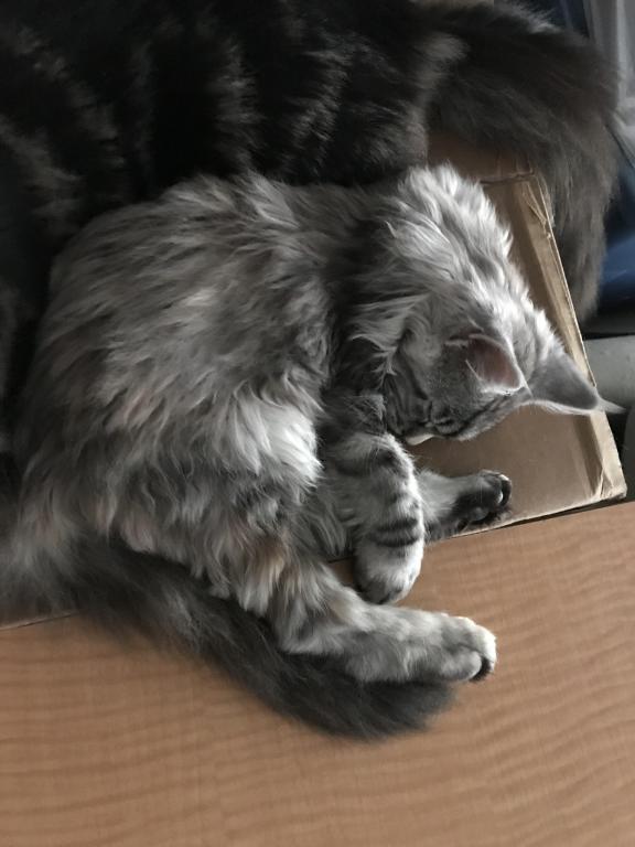 Maine Coon Smoke Baby Girl Cleo Brie photo 9