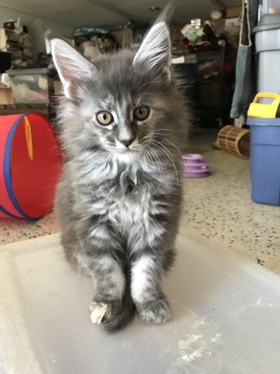 Maine Coon Smoke Baby Girl Cleo Brie photo 6
