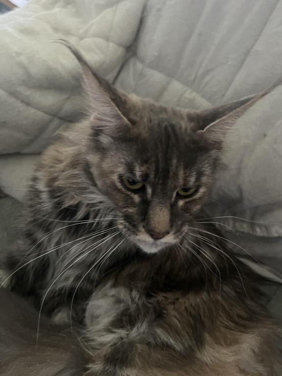 Maine Coon Smoke Baby Girl Cleo Brie photo 19