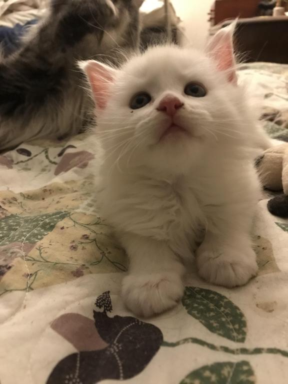 Maine Coon Smoke Baby Girl Cleo Brie photo 18