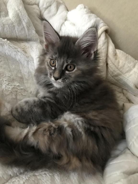 Maine Coon Smoke Baby Girl Cleo Brie photo 12