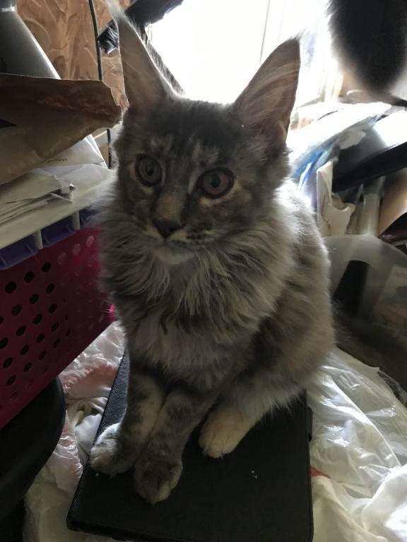 Maine Coon Smoke Baby Girl Cleo Brie photo 5