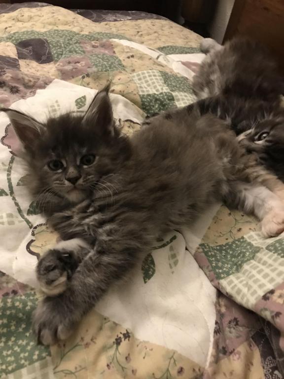 Maine Coon Smoke Baby Girl Cleo Brie photo 15