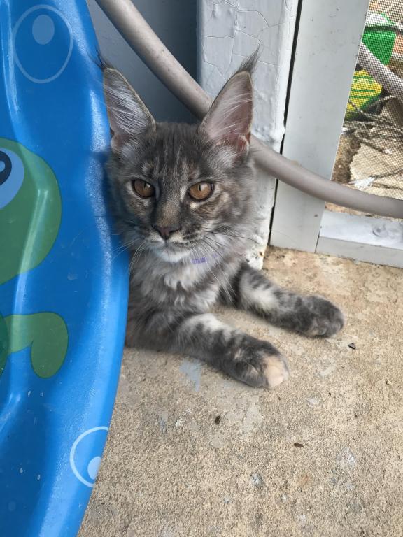 Maine Coon Smoke Baby Girl Cleo Brie photo 3