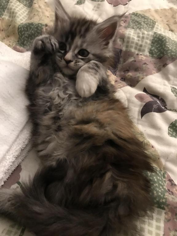 Maine Coon Smoke Baby Girl Cleo Brie photo 16