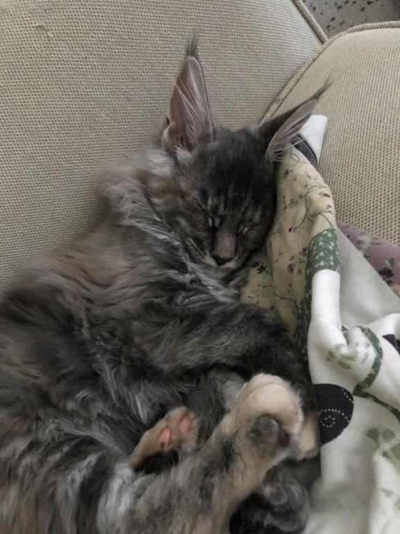 Maine Coon Smoke Baby Girl Cleo Brie photo 8