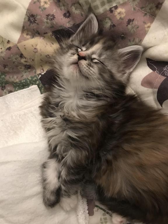 Maine Coon Smoke Baby Girl Cleo Brie photo 14