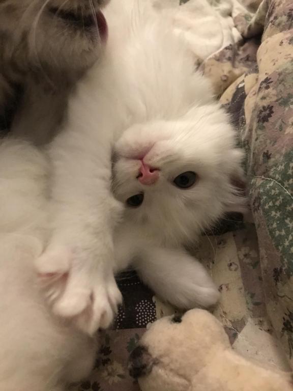 Maine Coon Smoke Baby Girl Cleo Brie photo 17