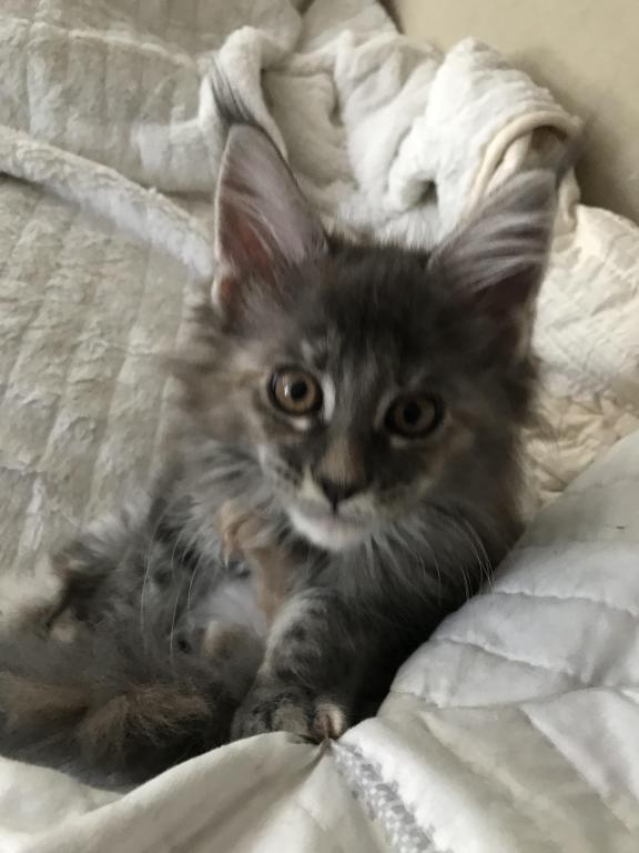Maine Coon Smoke Baby Girl Cleo Brie photo 13