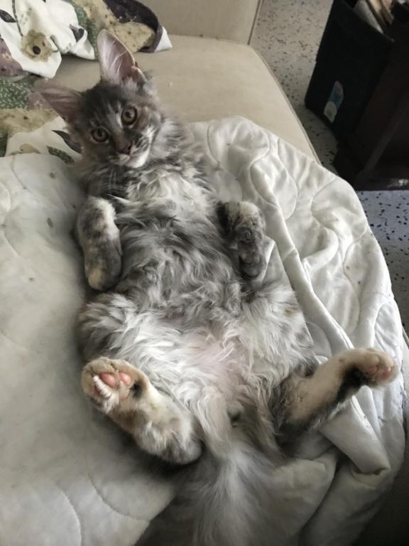 Maine Coon Smoke Baby Girl Cleo Brie photo 4