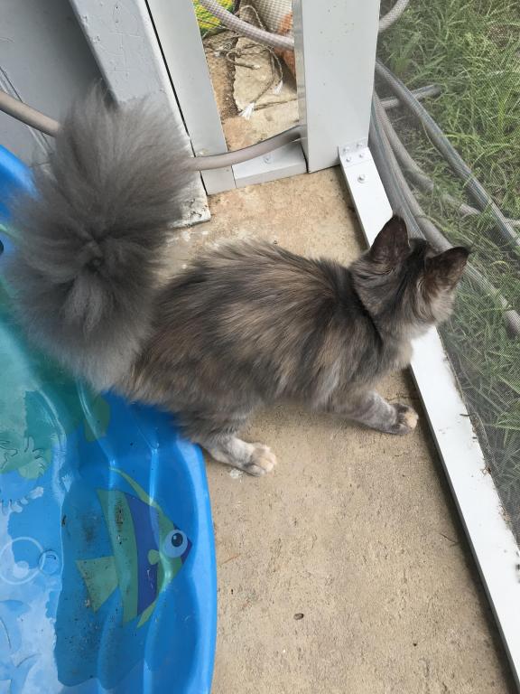 Maine Coon Smoke Baby Girl Cleo Brie photo 2