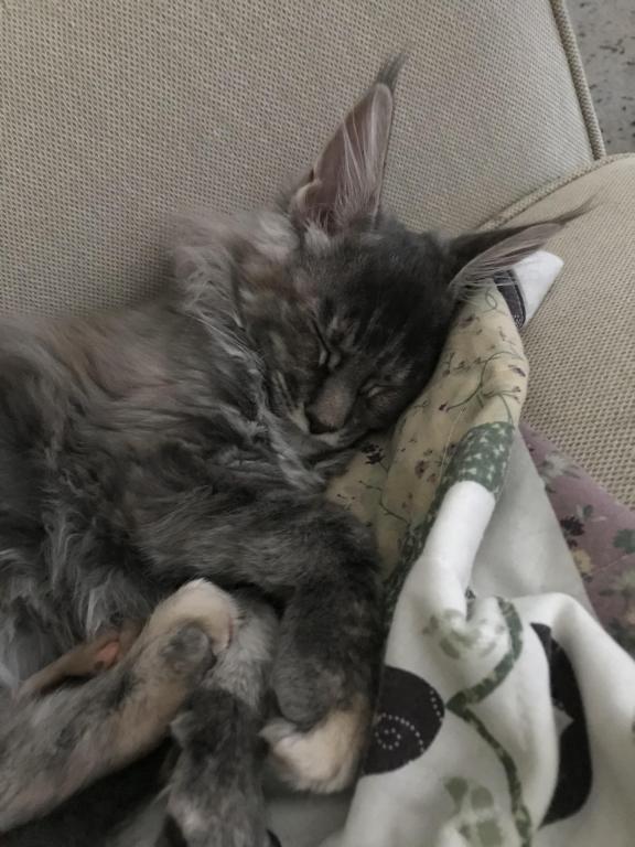 Maine Coon Smoke Baby Girl Cleo Brie photo 7
