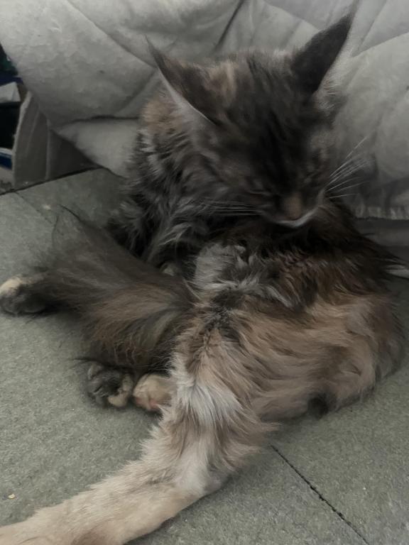 Maine Coon Smoke Baby Girl Cleo Brie photo 20