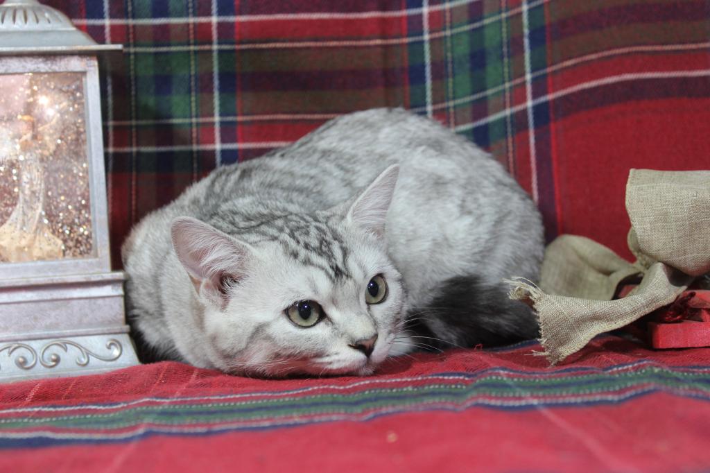Rayma Dwarf English Muffin Female photo 2