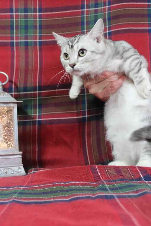 Rayma Dwarf English Muffin Female photo 6