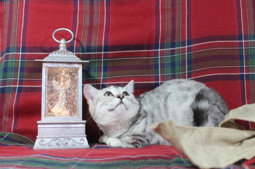 Rayma Dwarf English Muffin Female photo 8