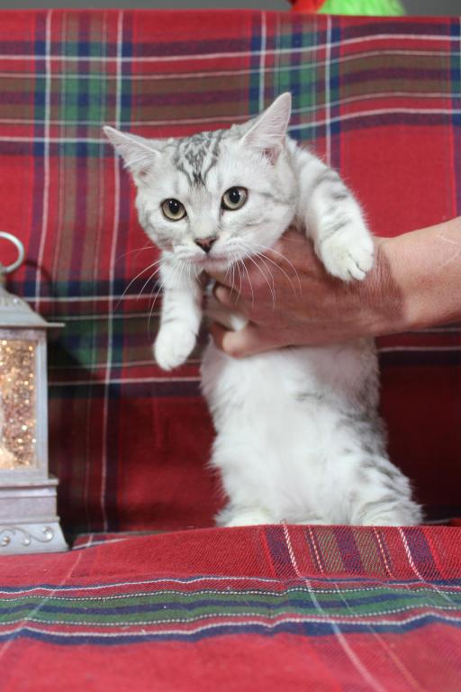 Rayma Dwarf English Muffin Female photo 7