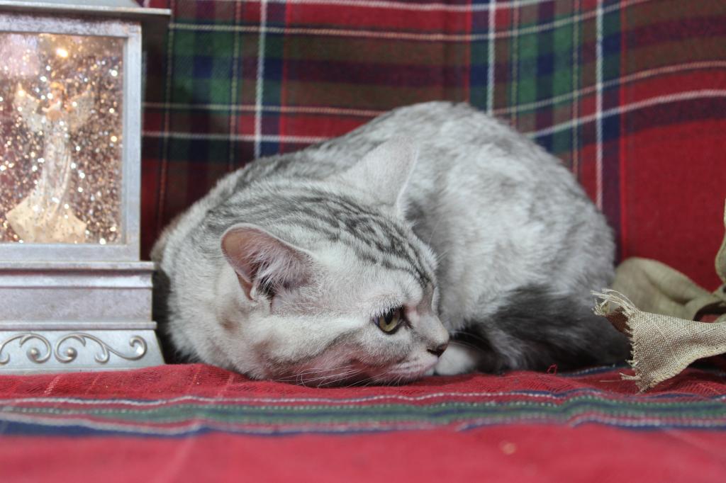 Rayma Dwarf English Muffin Female photo 3