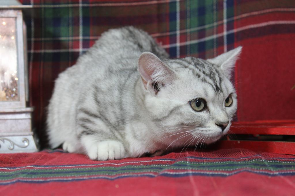 Rayma Dwarf English Muffin Female photo 4