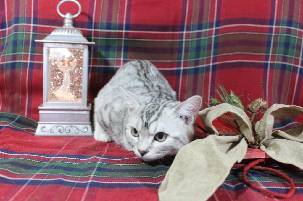 Rayma Dwarf English Muffin Female photo 5