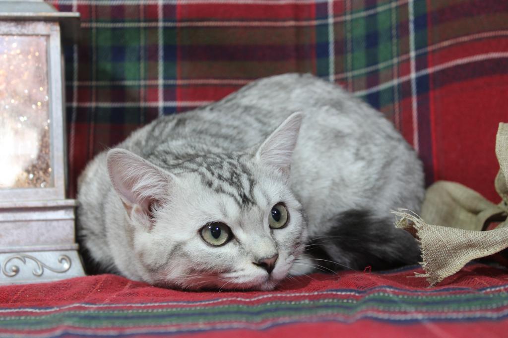 Rayma Dwarf English Muffin Female