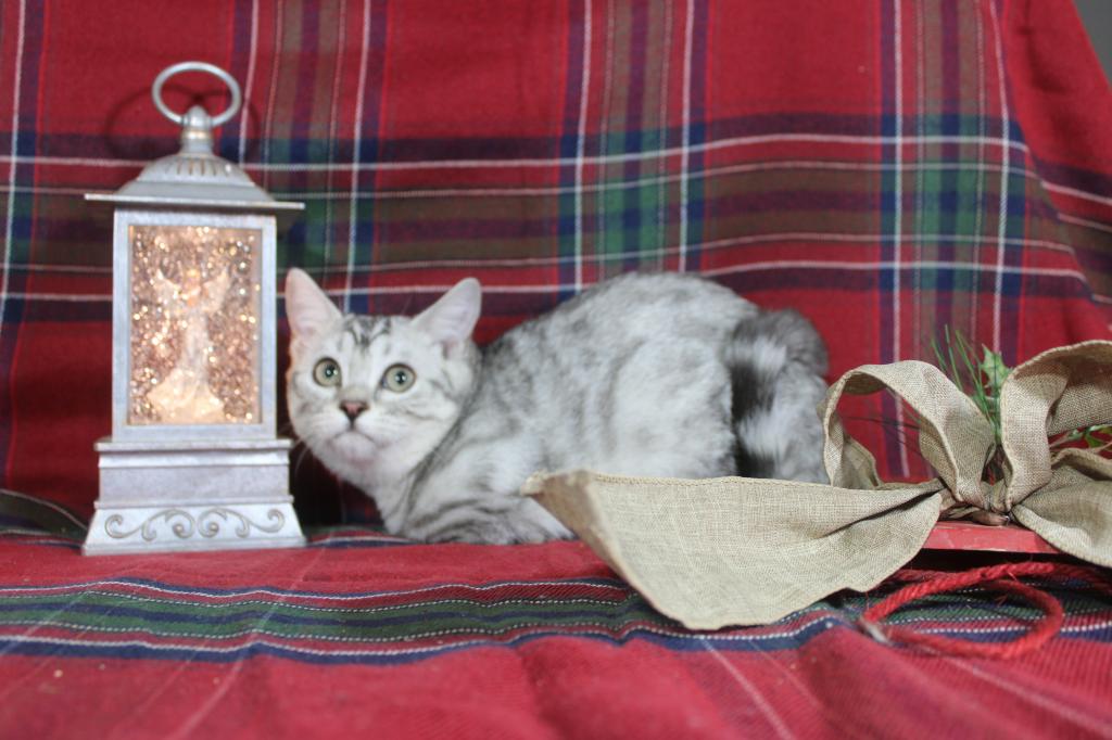 Rayma Dwarf English Muffin Female photo 9