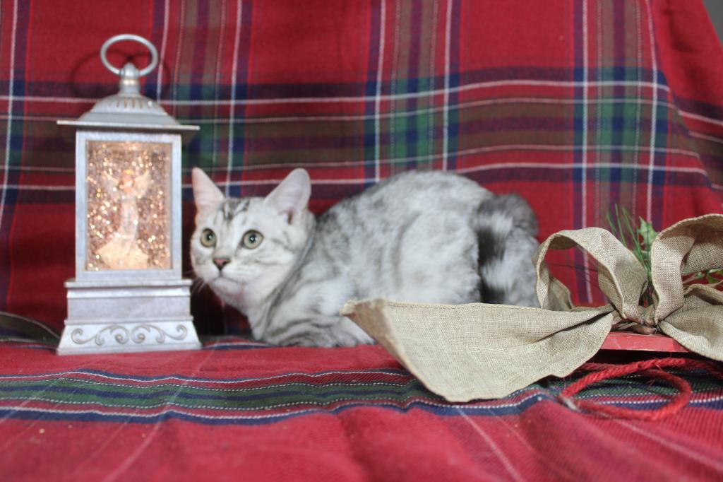 Rayma Dwarf English Muffin Female photo 10