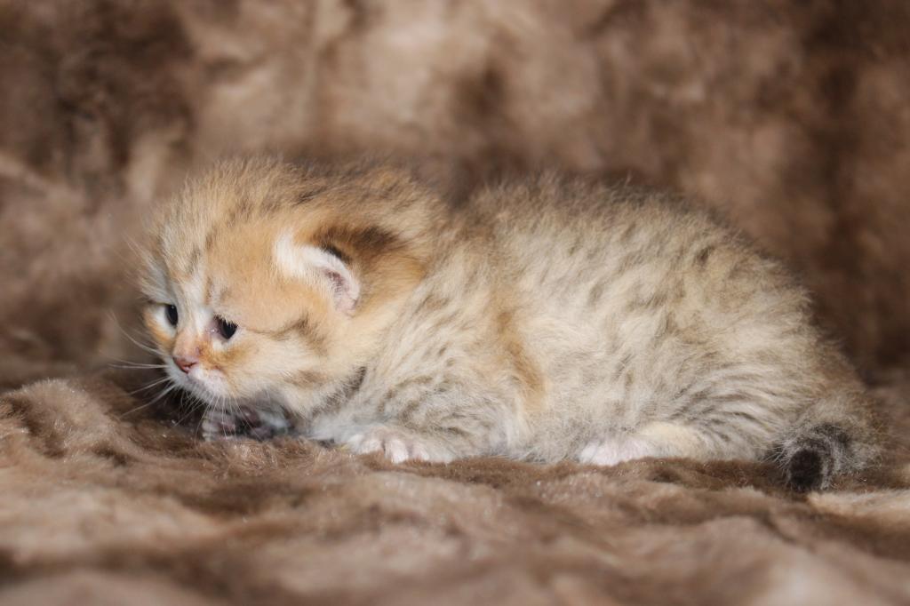 Metalli Black Golden Dwarf English Muffin Female photo 8