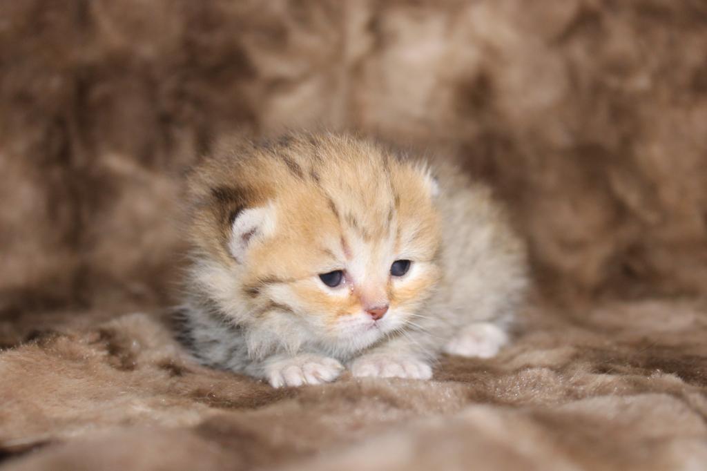 Metalli Black Golden Dwarf English Muffin Female photo 10