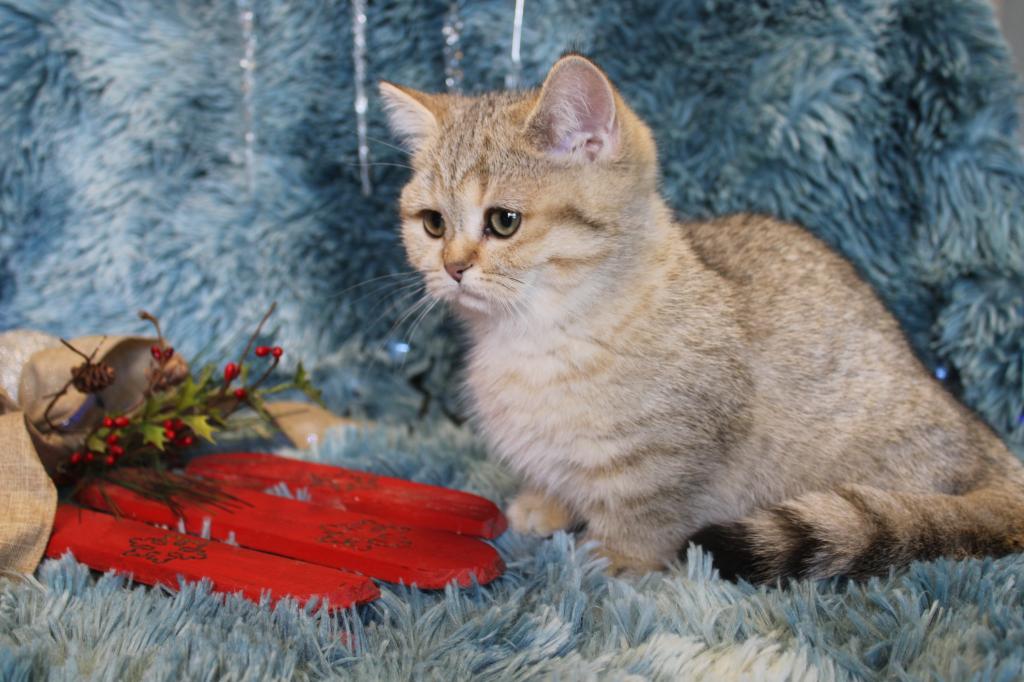 Metalli Black Golden Dwarf English Muffin Female photo 2