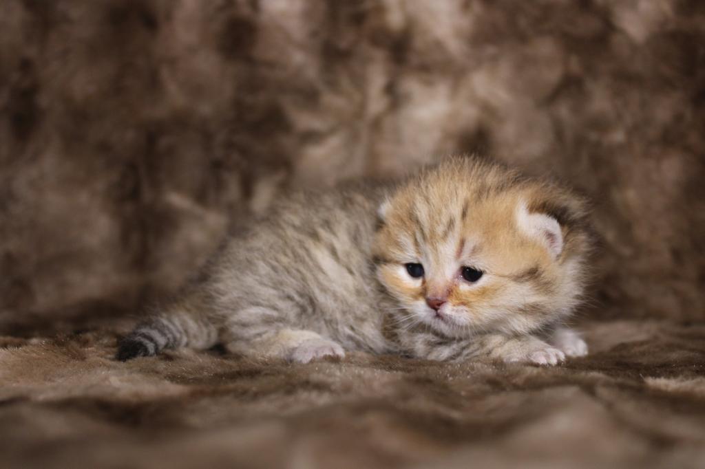 Metalli Black Golden Dwarf English Muffin Female photo 9