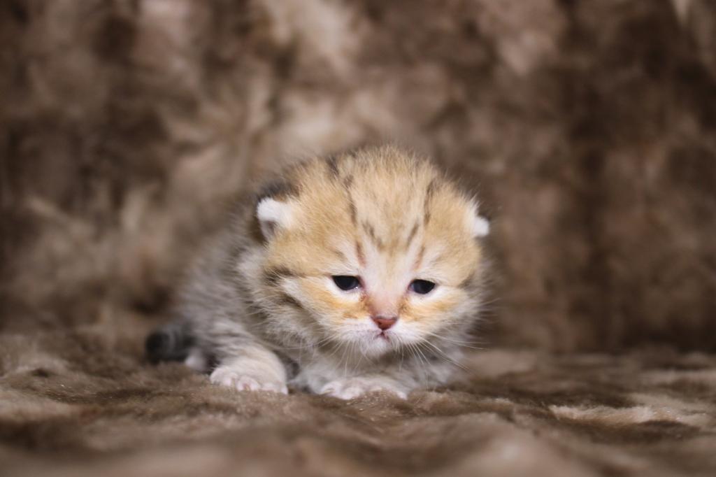 Metalli Black Golden Dwarf English Muffin Female photo 7