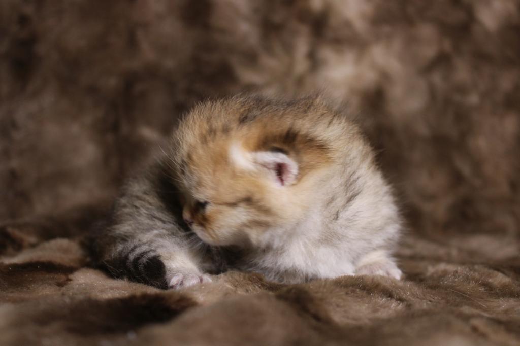 Metalli Black Golden Dwarf English Muffin Female photo 4