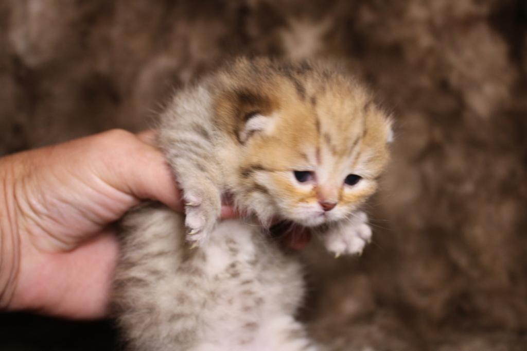 Metalli Black Golden Dwarf English Muffin Female photo 6