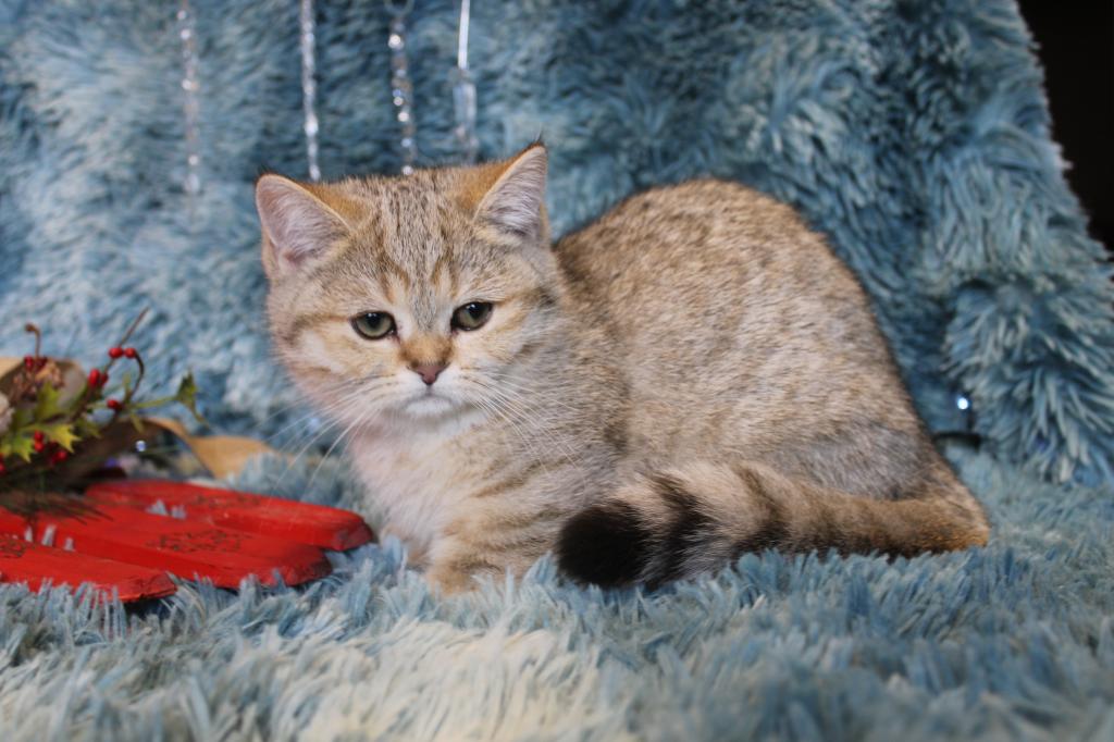 Metalli Black Golden Dwarf English Muffin Female photo 3