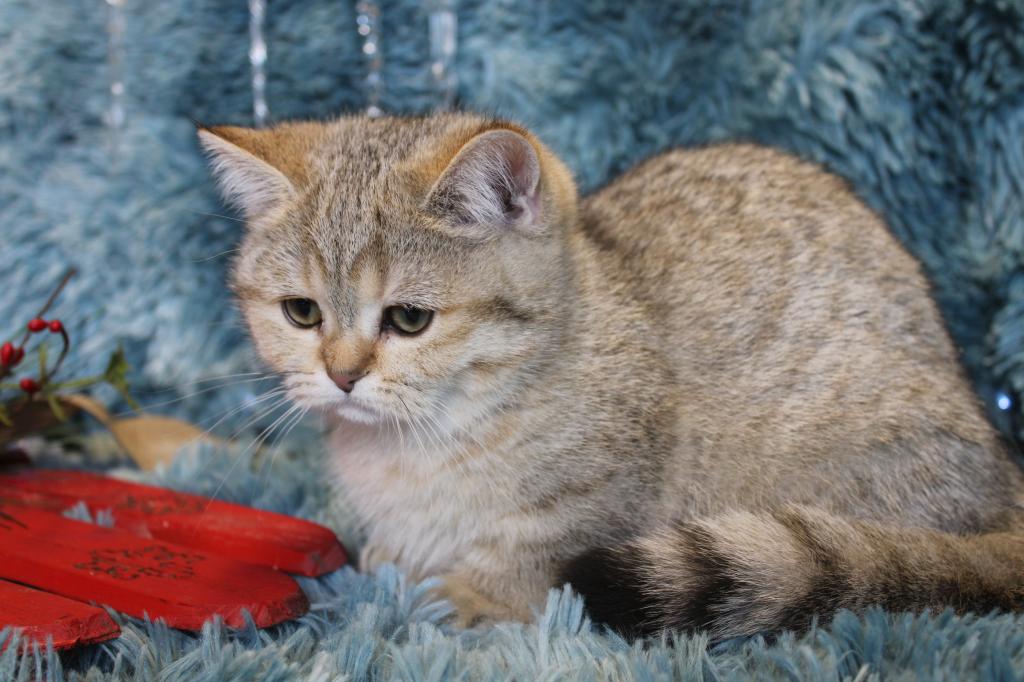 Metalli Black Golden Dwarf English Muffin Female