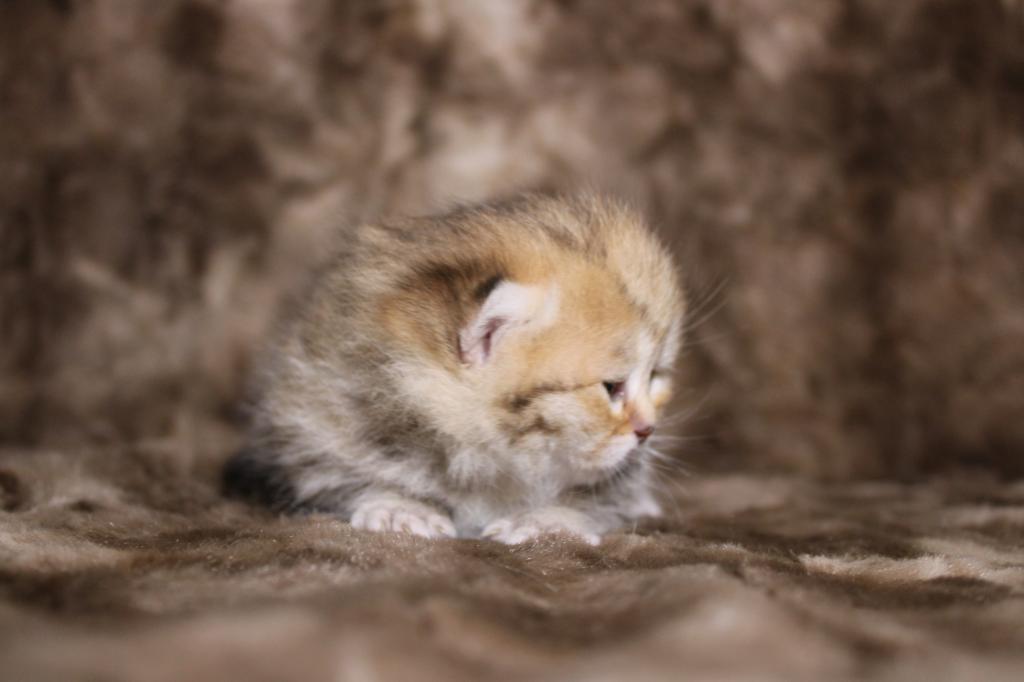 Metalli Black Golden Dwarf English Muffin Female photo 5