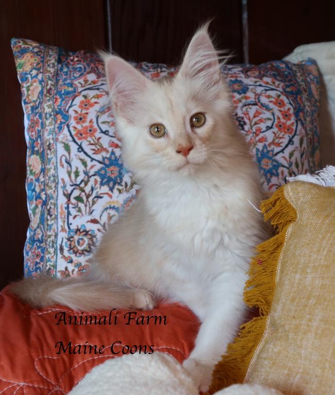 Felix photo 1