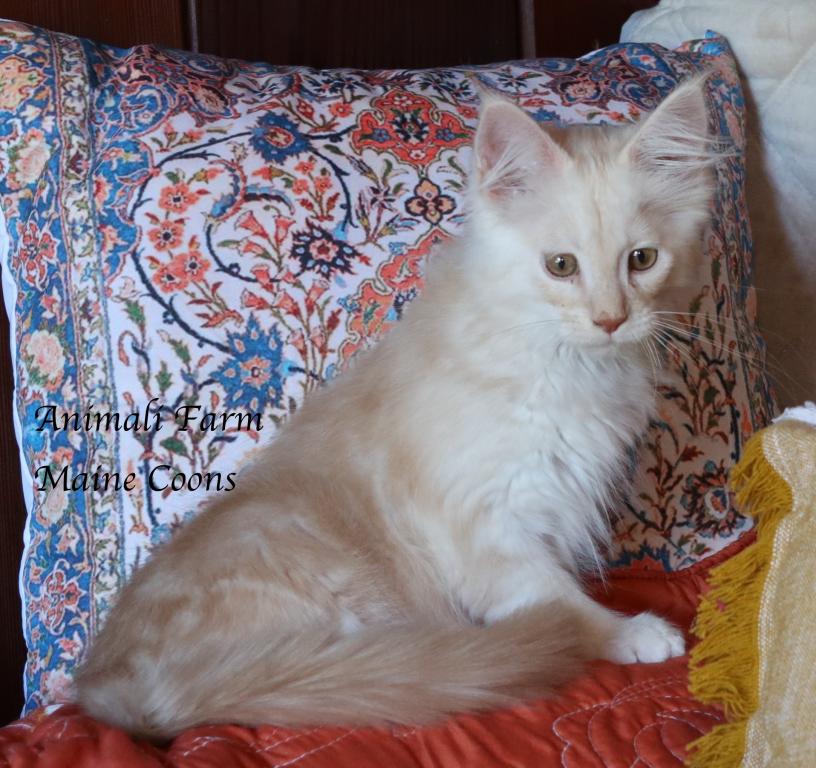 Felix photo 4