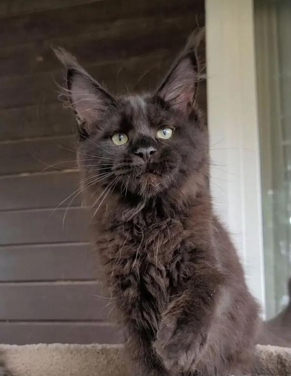 Black Maine Coon Male photo 1