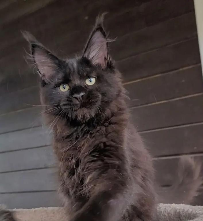 Black Maine Coon Male photo 3