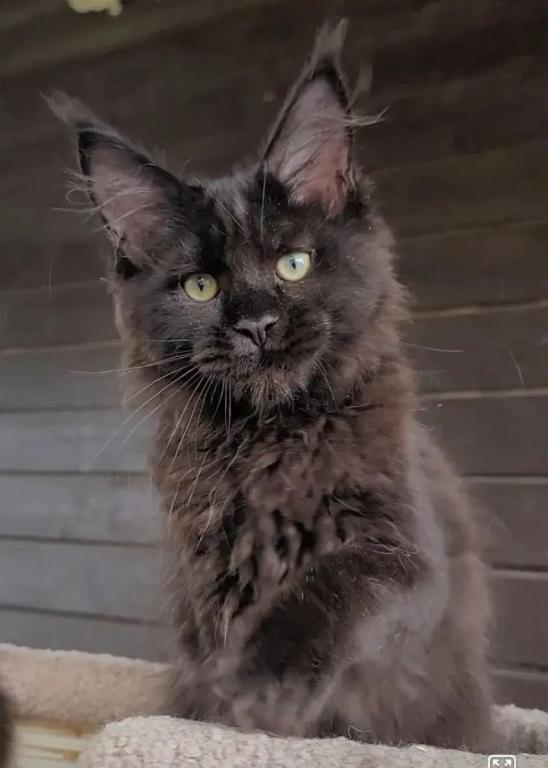 Black Maine Coon Male photo 2