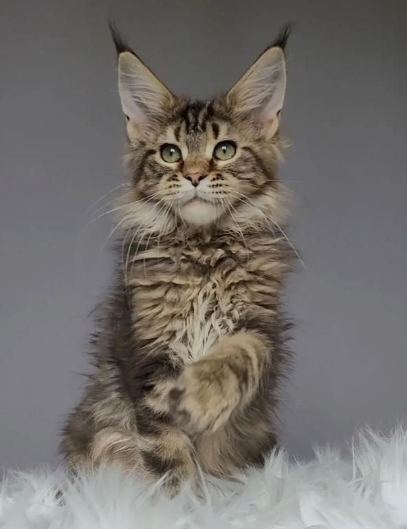 Brown Tabby Maine Coon Boy