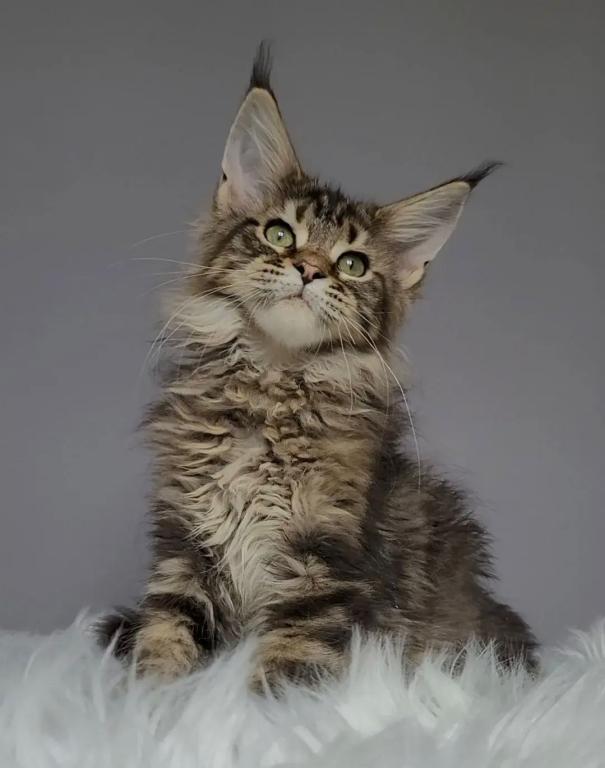 Brown Tabby Maine Coon Boy photo 5