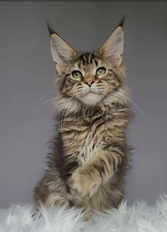Brown Tabby Maine Coon Boy photo 3