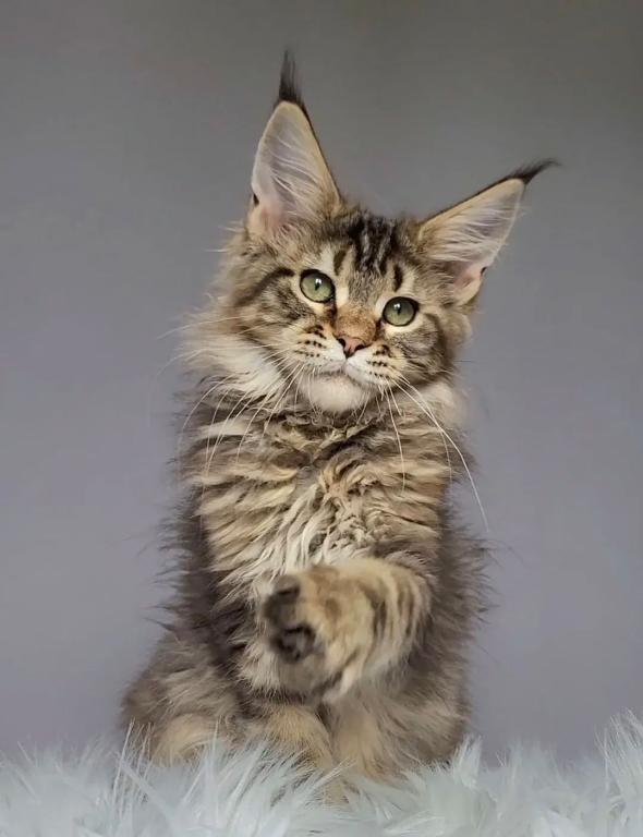 Brown Tabby Maine Coon Boy photo 4