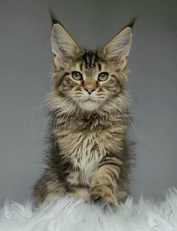 Brown Tabby Maine Coon Boy photo 2